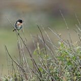 Male Stonechat