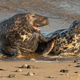 Male & Female Grey Seals