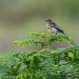 Meadow Pipit