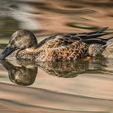 Female Shoveler