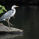 Grey Heron by The Ouse