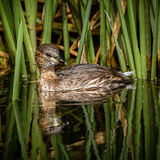 Little Grebe