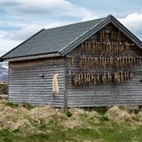Stockfish Lofoten