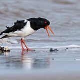 Oystercatcher Feeding