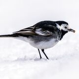 Pied Wagtail Feeding in the Snow