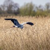 Grey Heron, Strumpshaw Fen