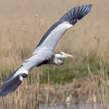 Grey Heron in Flight