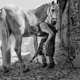 Master Farrier