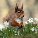 Red Squirrel On The Woodland Floor