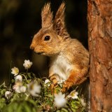 Tufty