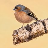 Chaffinch