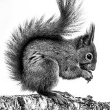 Red in Mono