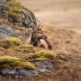 Highland Stag