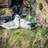 Fulmars