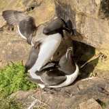 Mating Razorbills
