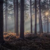 Woodland Sunset