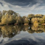 Swan Lake