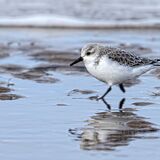 Sanderling