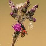 Six-Spot Burnet & Shield Bug