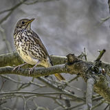 Song Thrush