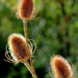Teasels and Web