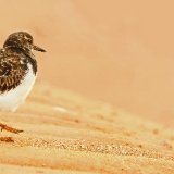 Turnstone Off To the Beach