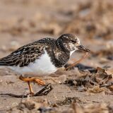 Turnstone with Food