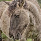 Wild Konik