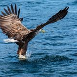 White-Tailed Sea Eagle