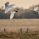 Whooper Swans Over Welney