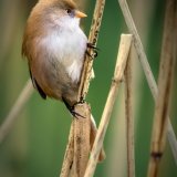 At Home in the Reeds