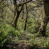 Ancient Woodland