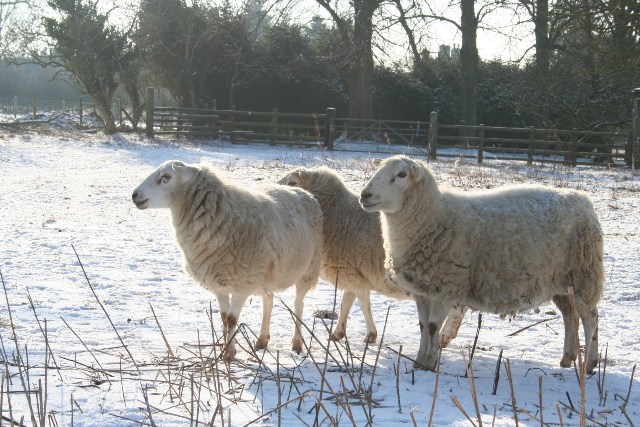 Chilly Sheep