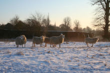 sheep in snow