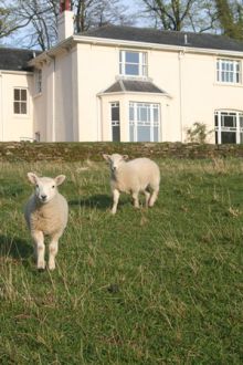 lambs in Spring