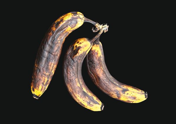 3 Old Bananas Still Life photography