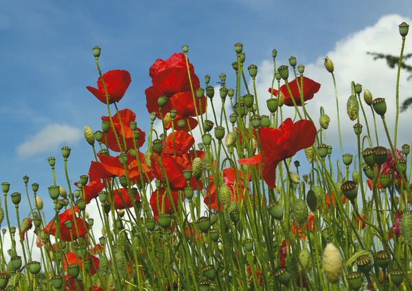 Field Poppies