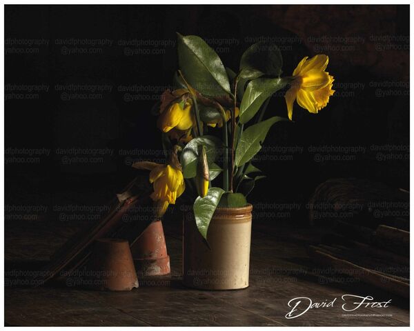 Daffodil Pots