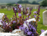 Campanula