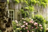 Corfe Castle Cottage