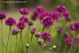 Corfe Castle Flowers