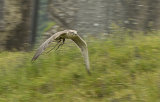 Corfe Castle Saker Falcon