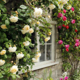 Roses Round the Window