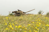 Tank - Imber