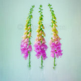 Foxgloves
