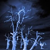 Haunted Forest