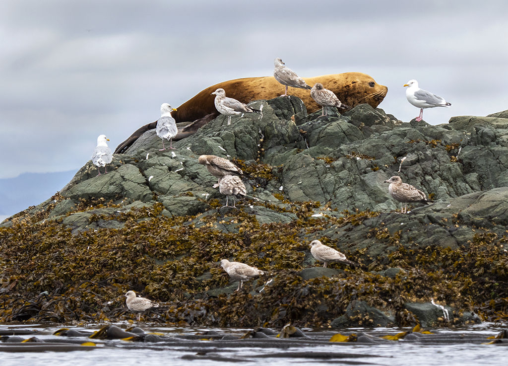 Resting Seal