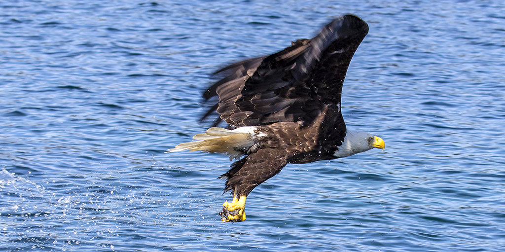Bald Eagle in flight!