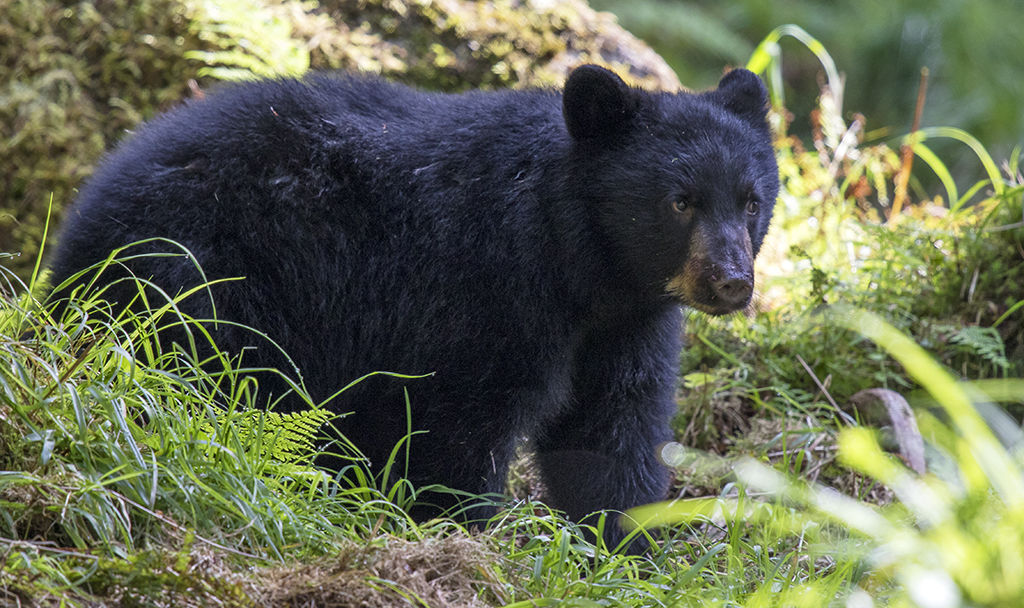 Bear Cub