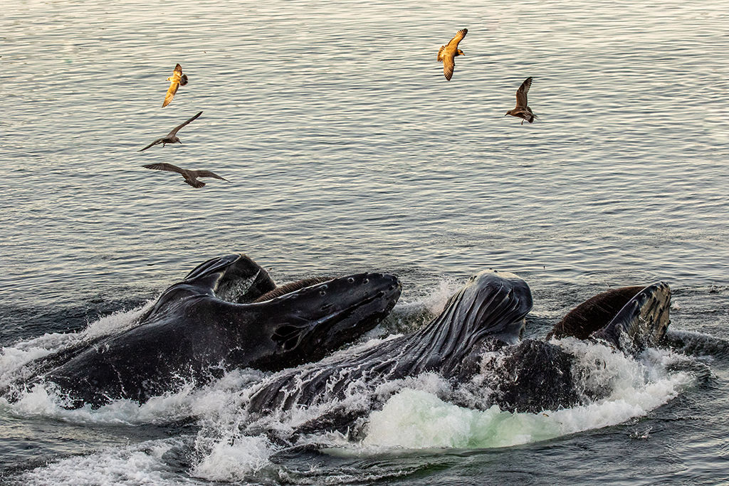 Bubble Feeding Whales